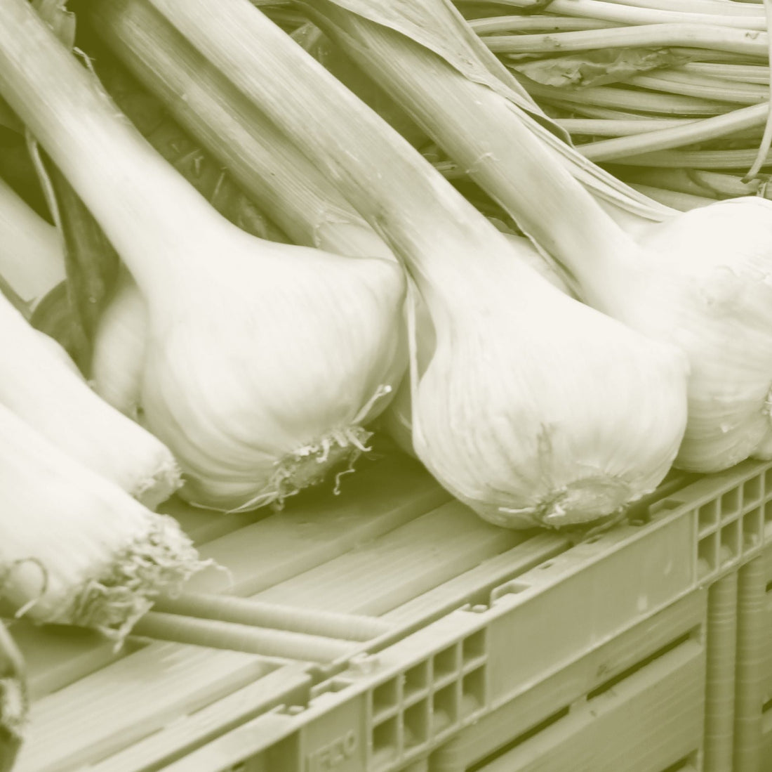 Fennel bulbs with pale ribbed skin and trimmed green stalks, laid on a market crate.