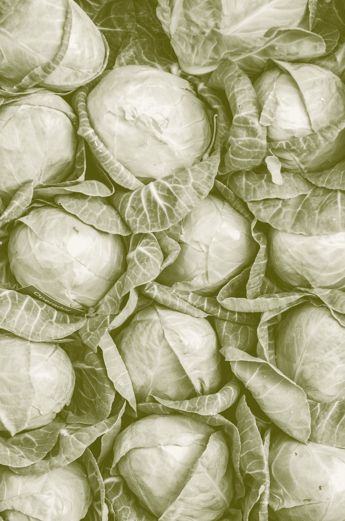 Freshly picked green cabbages packed tightly together, seen from above.