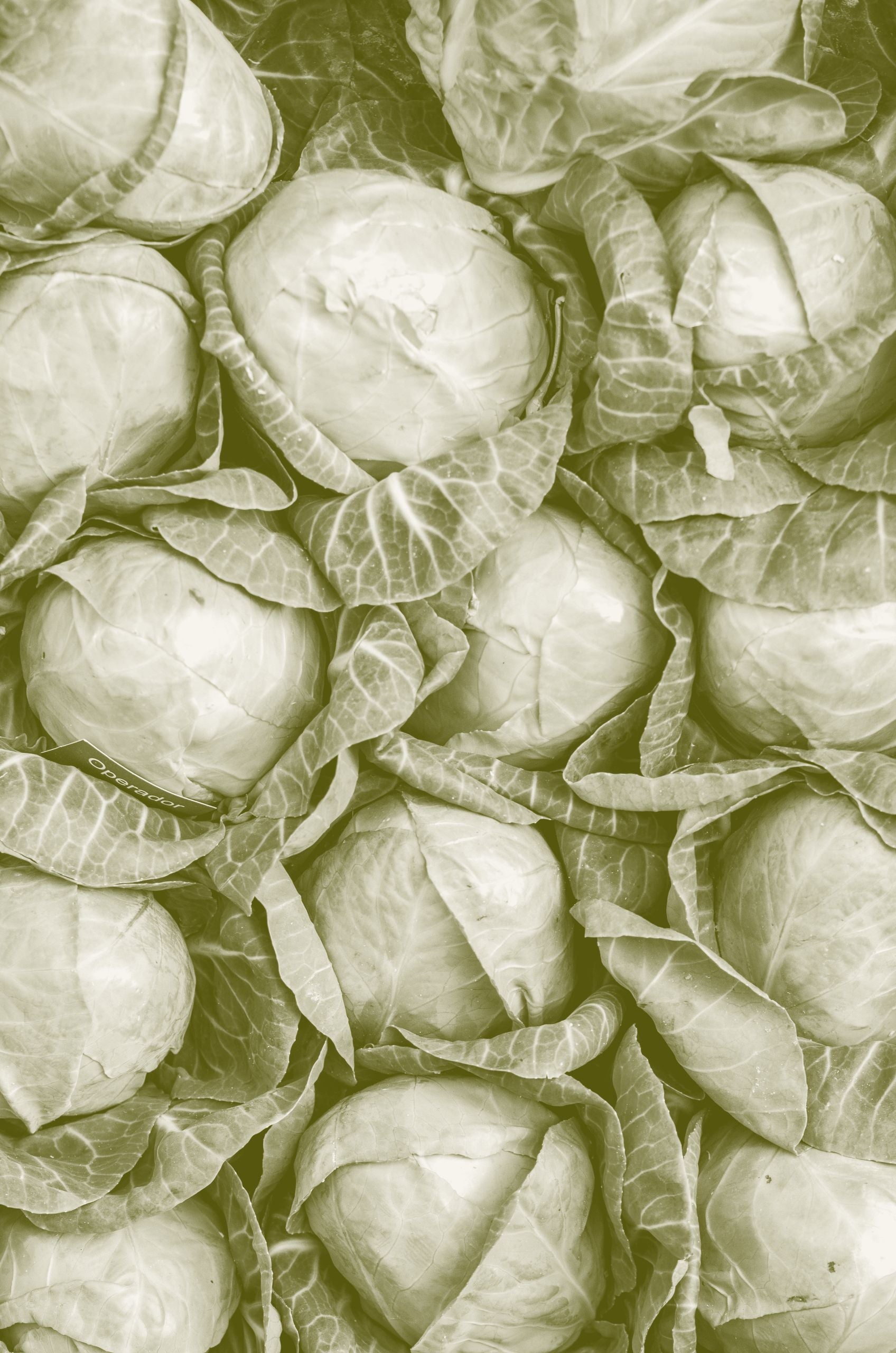 Freshly picked green cabbages packed tightly together, seen from above.