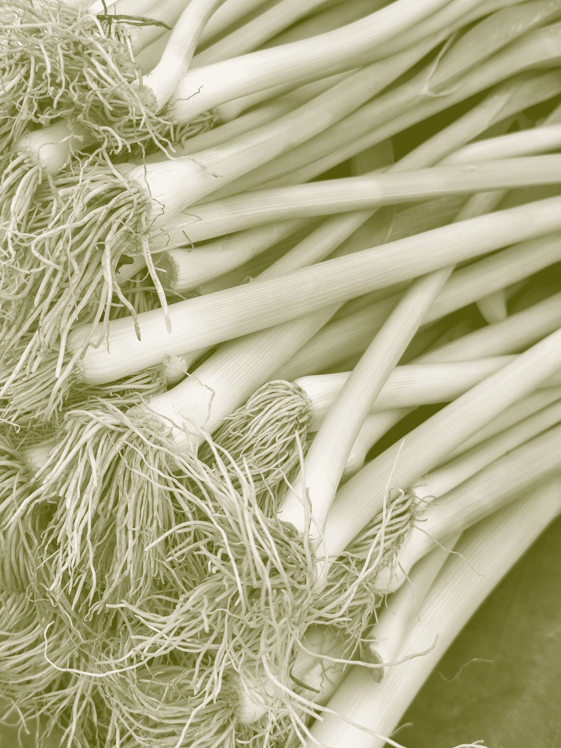 A bunch of fresh leeks with washed white roots fanned out and long dark green flag leaves.