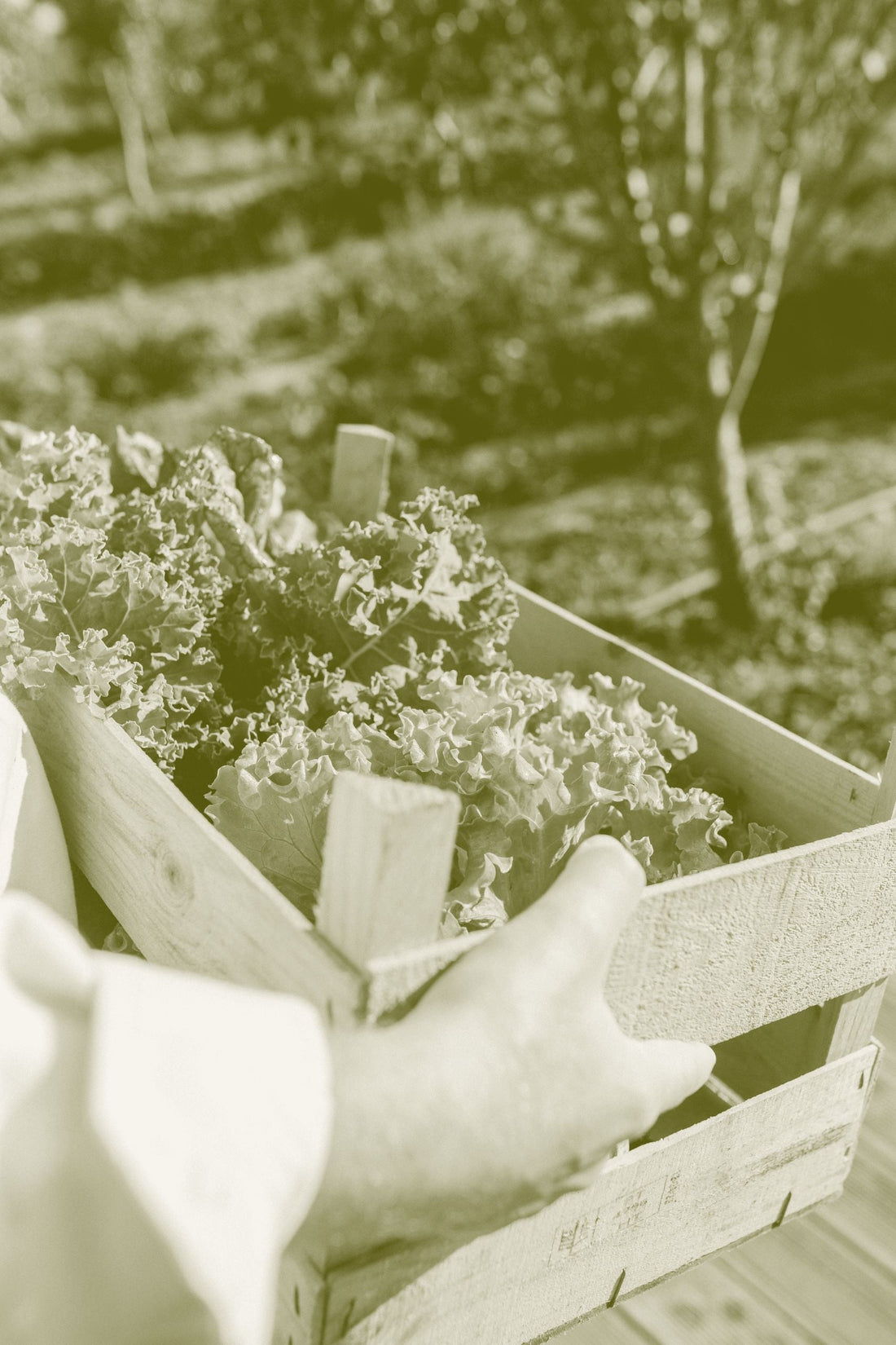 A grower's hands steadying a timber crate of freshly picked lettuce in a field.