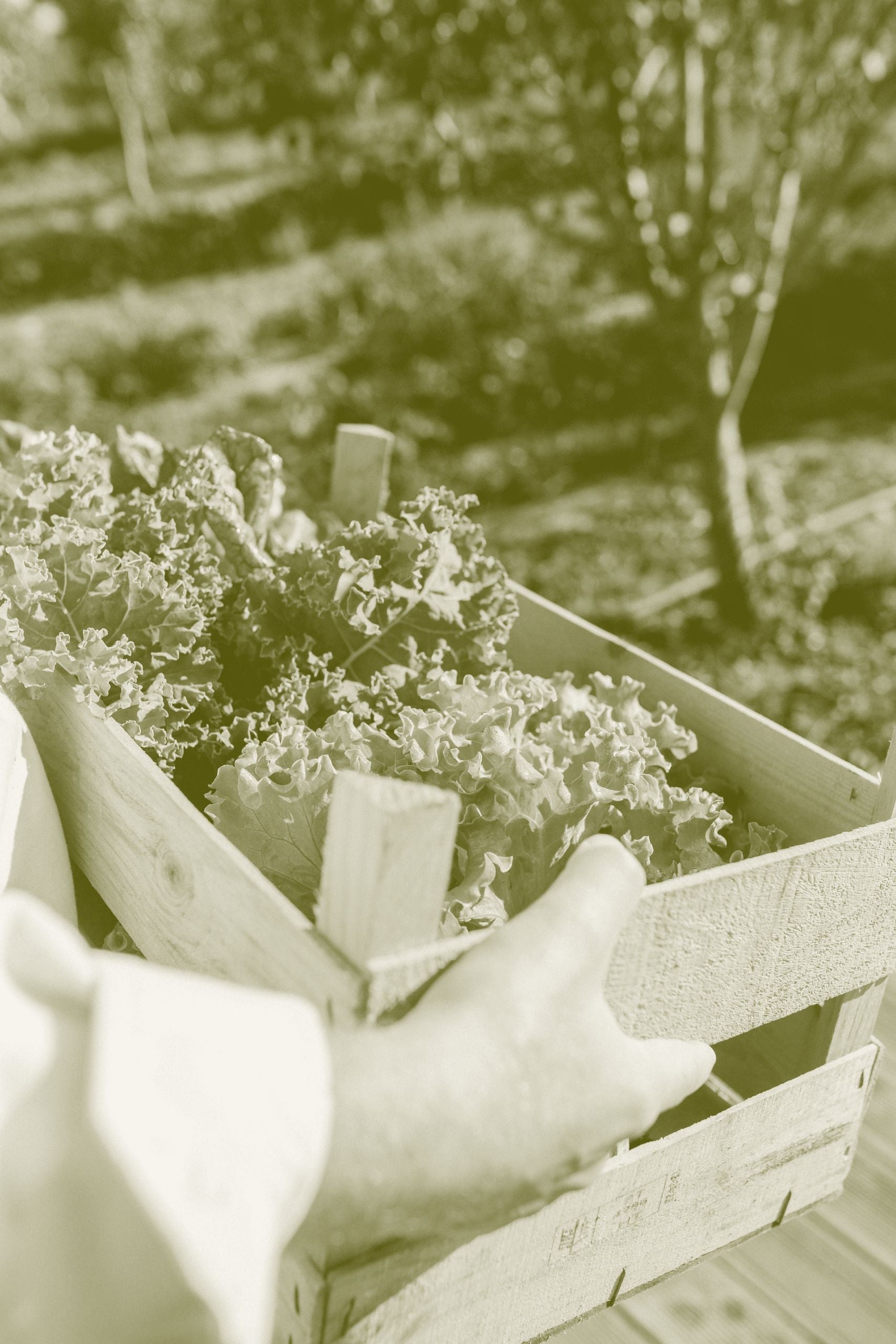 A grower's hands steadying a timber crate of freshly picked lettuce in a field.