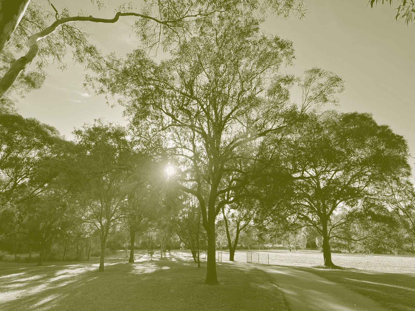 Open parkland with mature gum trees and mown grass, low morning sun casting long shadows.